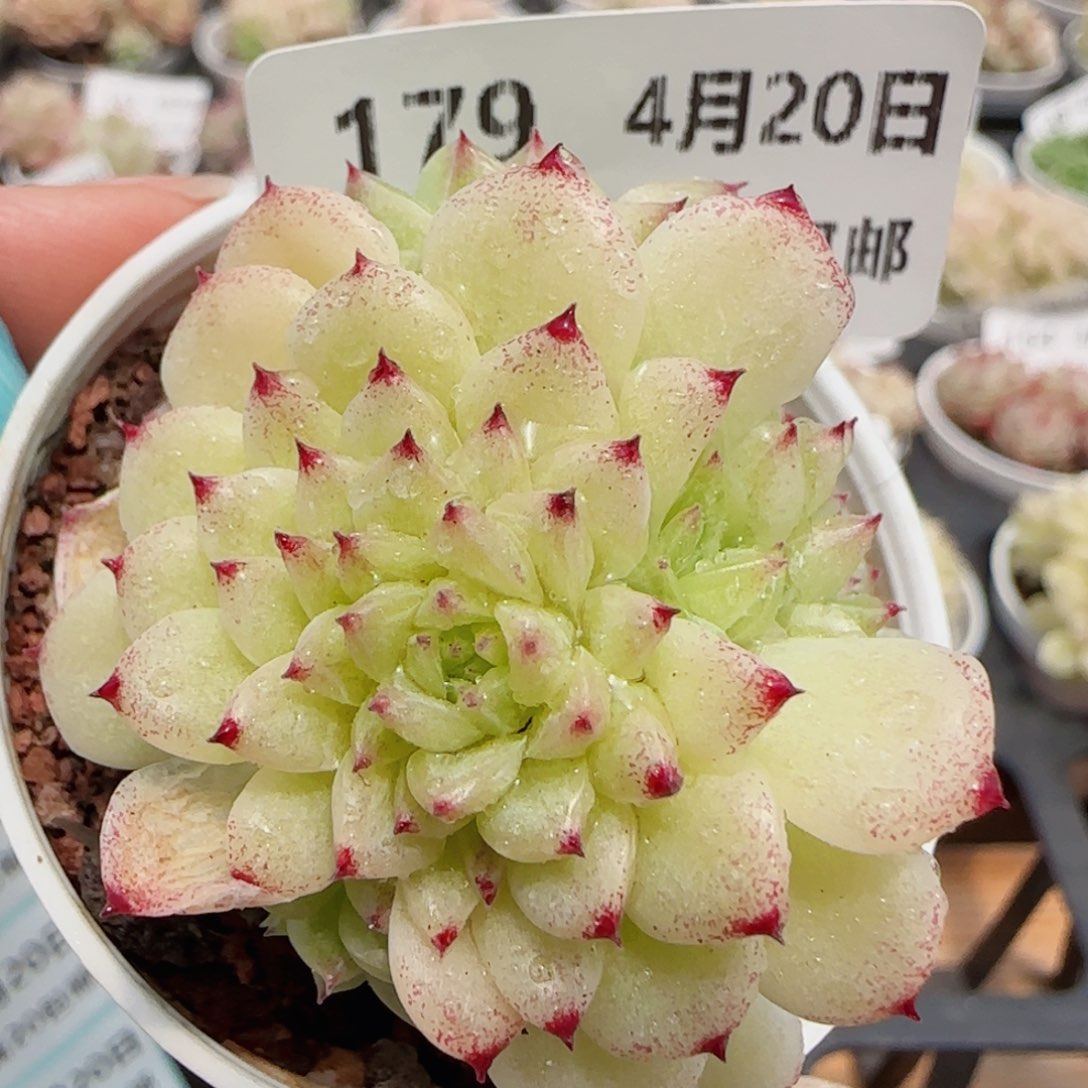 花语逸镜0420-179