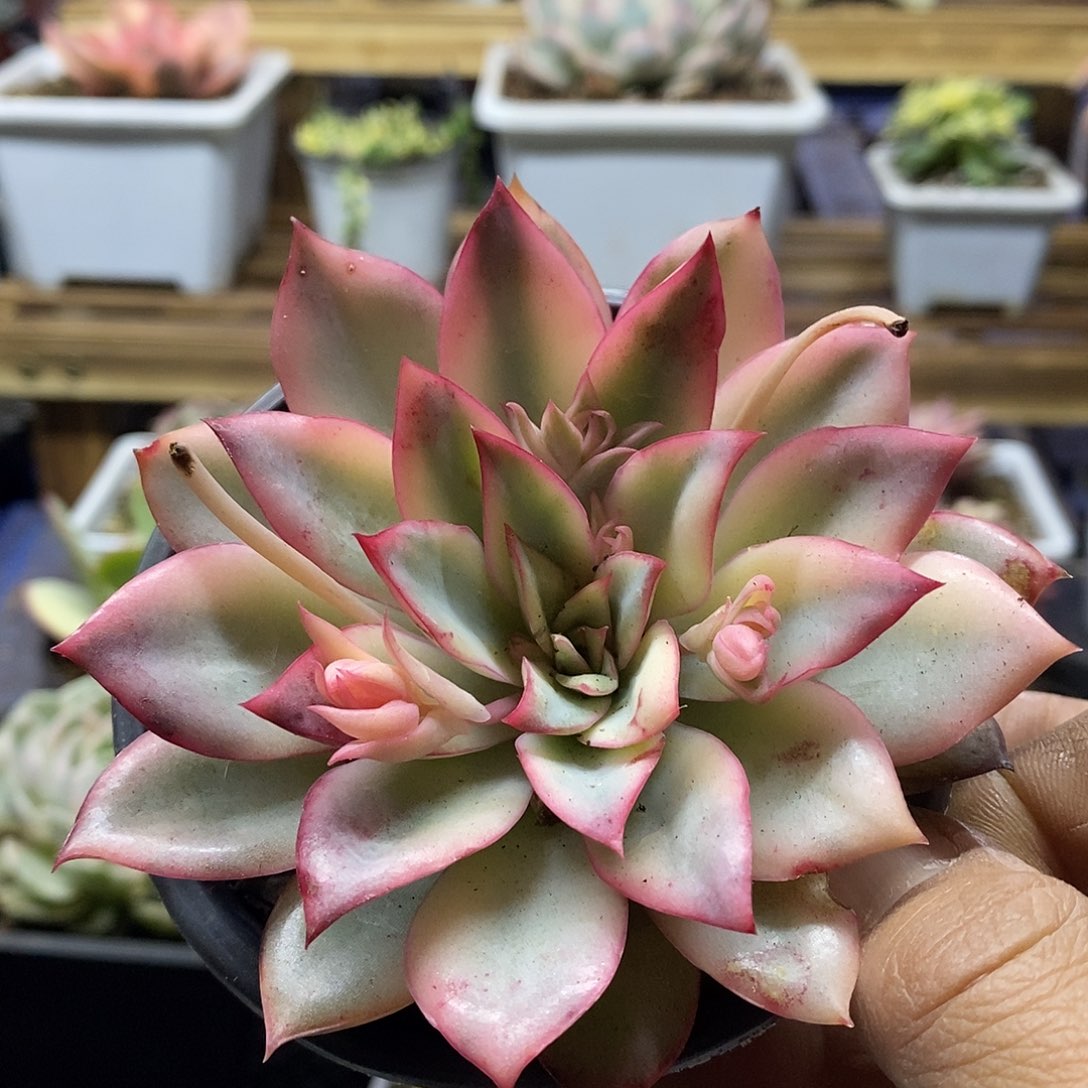 1725 月光女神锦