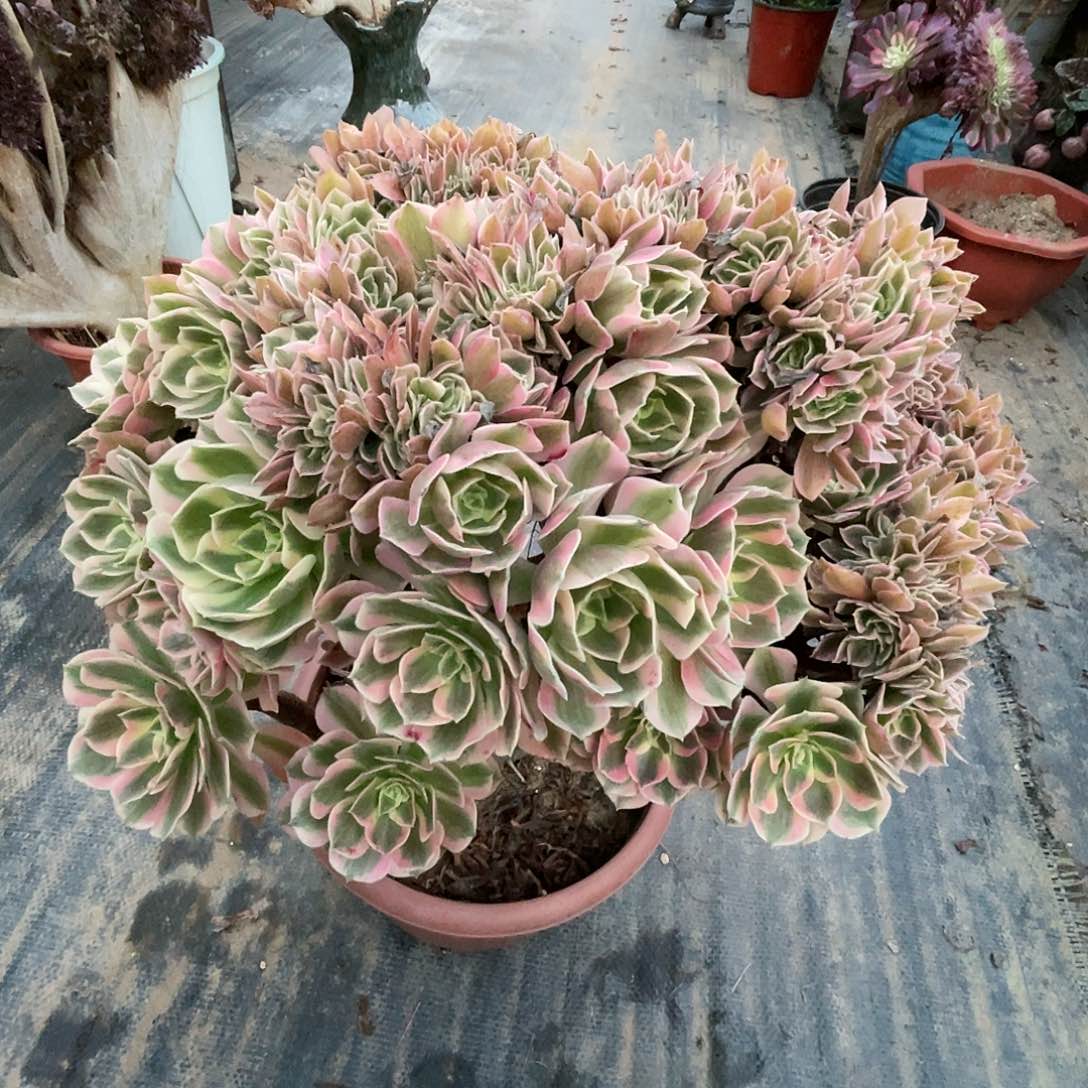 【闪购商品】全部花朵粉女郎