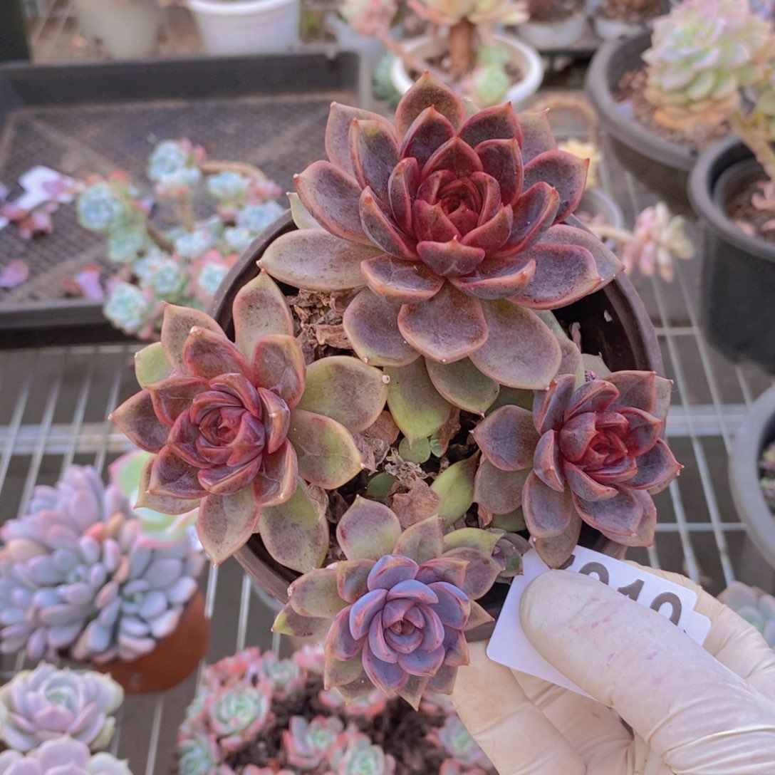 7019巧克力慕斯一物一拍