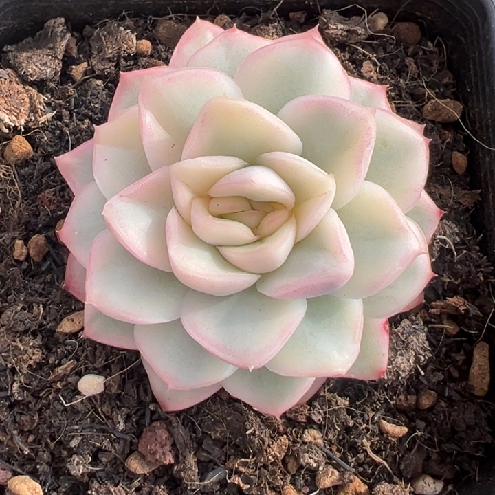 科***拉血鸢锦一物一拍锦龙