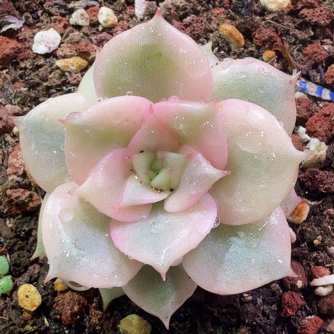 贝加尔湖锦，多肉植物