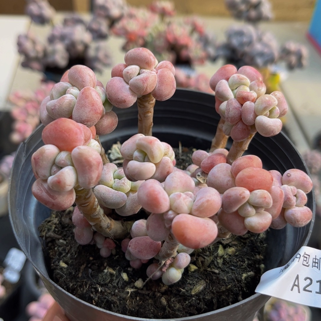 212/8cm腰子洛神多肉植物