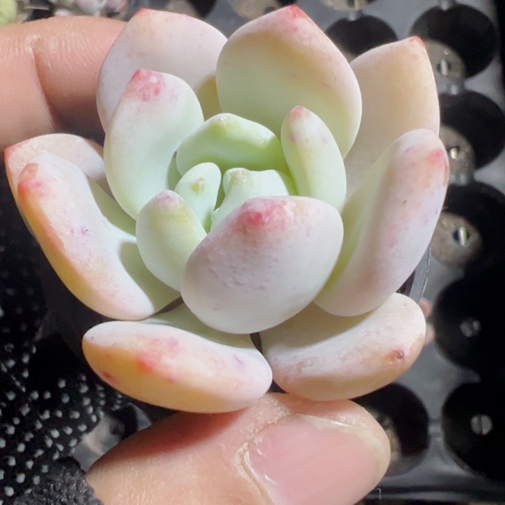 橙梦露精品多肉植物大战