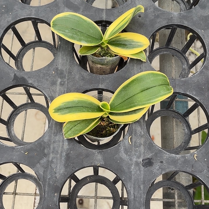 当前无花栽培后可以开花金边咖啡1.7寸