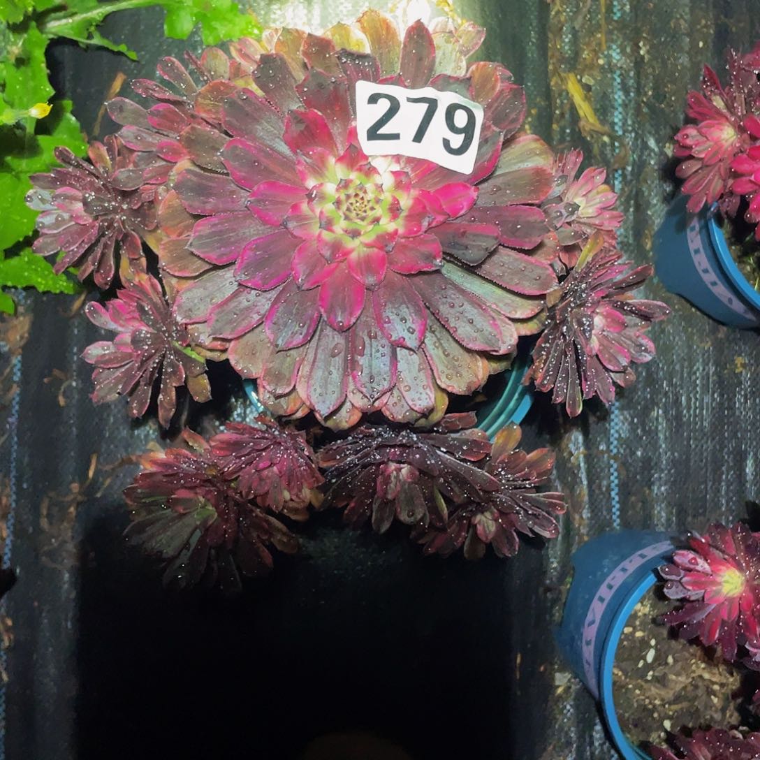 多肉法师279号油墨画发货不包损