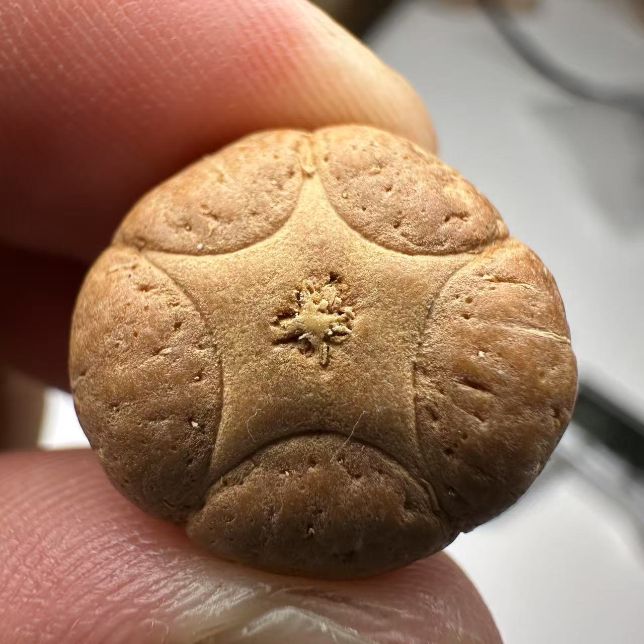 尼泊尔五星菩提，尺寸19，sss系列，货号84