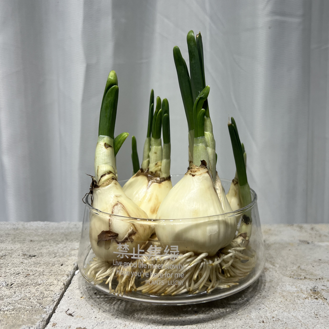 水仙花盆栽室内好养水培水养漳州水仙盆栽四季开花花卉植物洋水仙