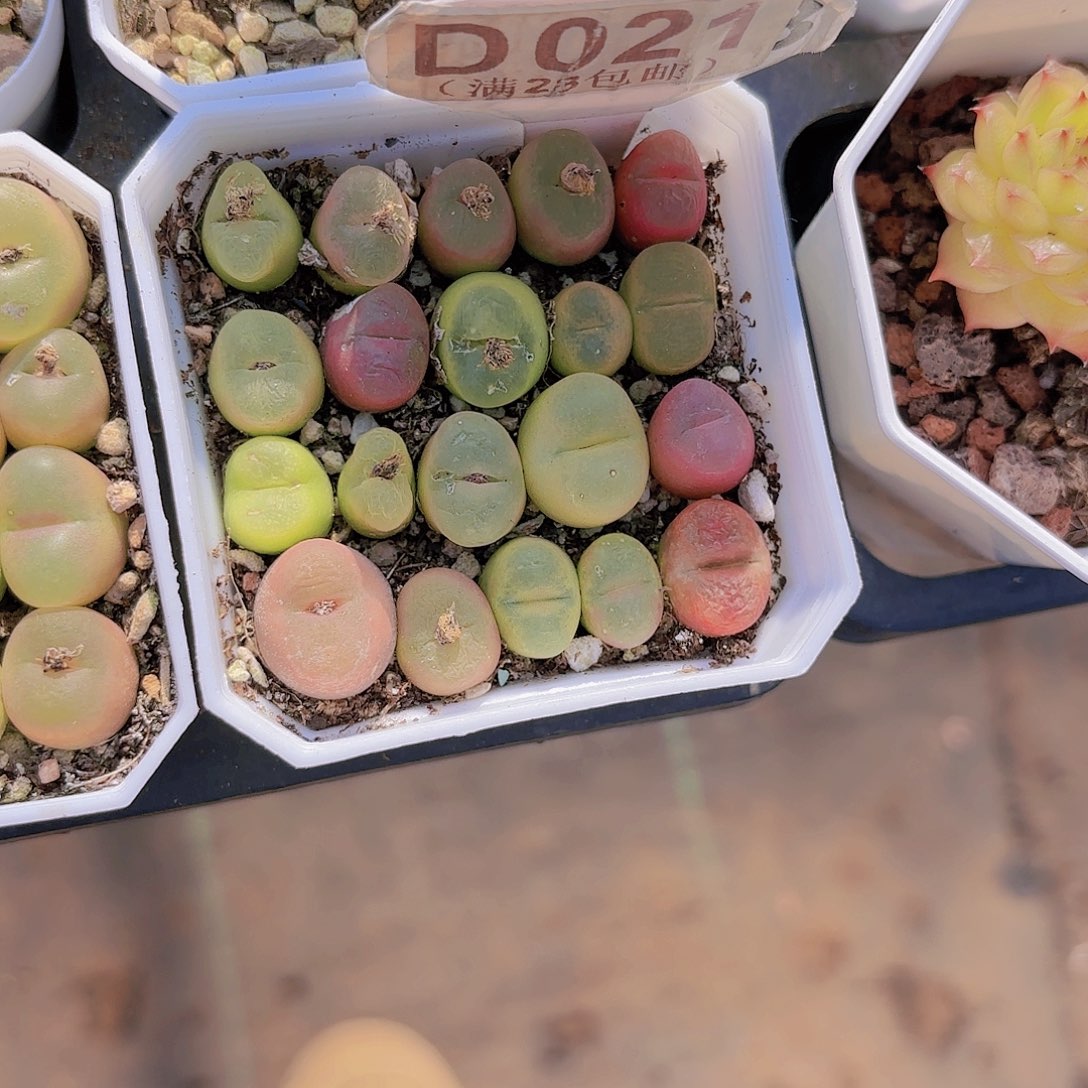 D021毛汗尼一物一拍