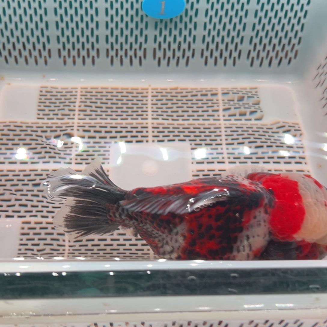 大***大海水鱼包邮时要先向海外的海外