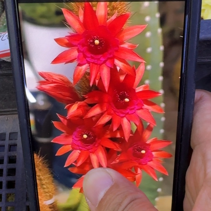 52金妞魔尔紫歪2个无根侧牙，20包邮