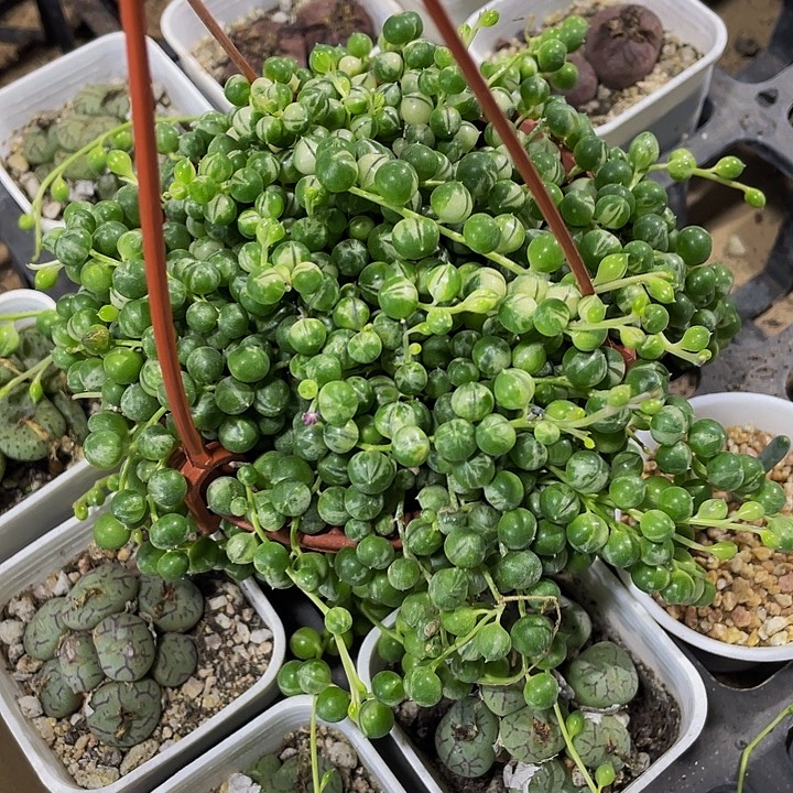 锦锦锦佛珠锦带盆土发