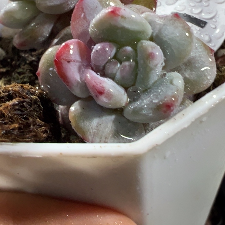 玉芙蓉锦多肉植物1101