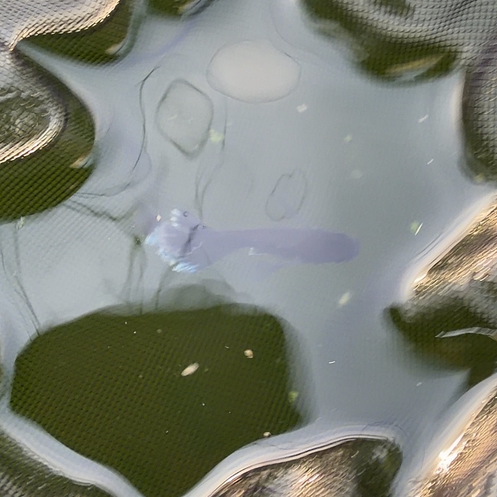 青鳉鱼编号 11 真长鳍天目 一对