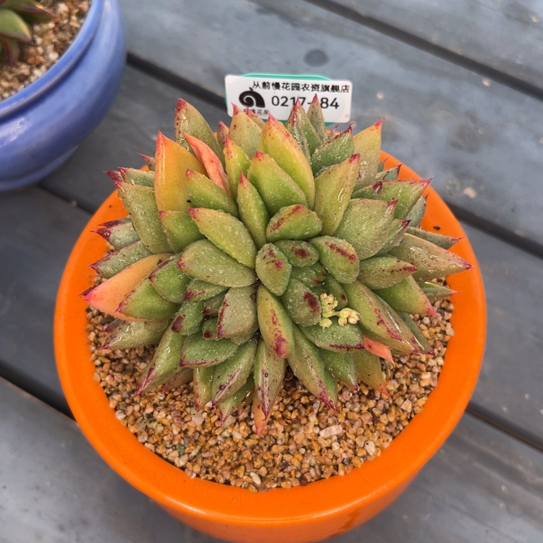 多肉一物一拍0217-84西班牙缀