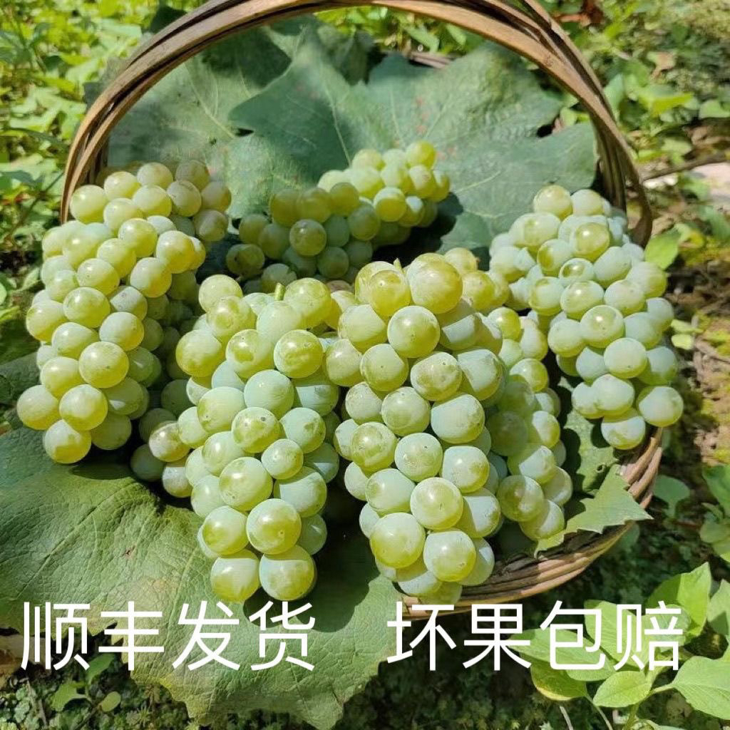 贵州高山农家水晶葡萄现摘发货农家青葡萄应季水果新鲜绿葡萄