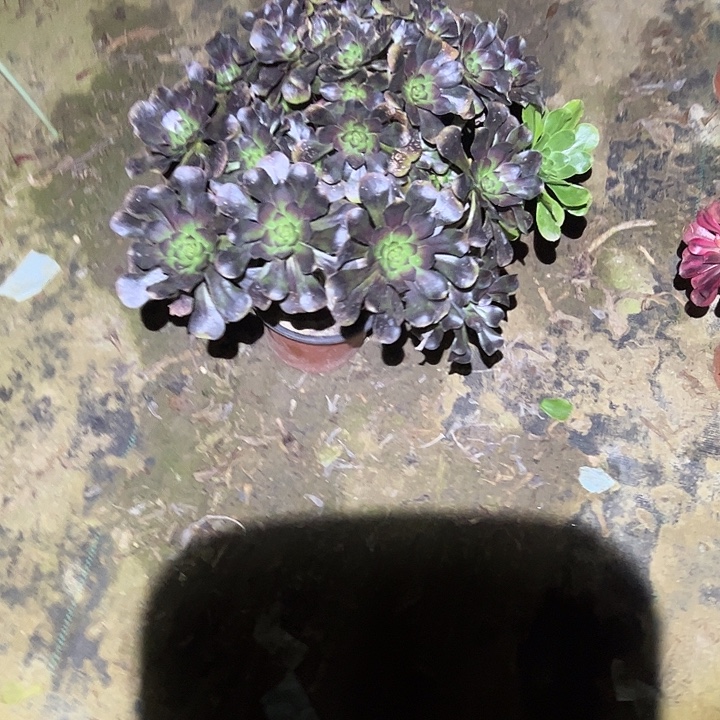 不包侧枝一物一拍45