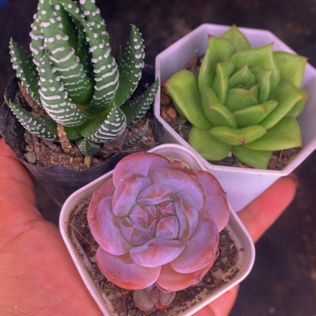 鹰爪  蔷薇  星影  包邮