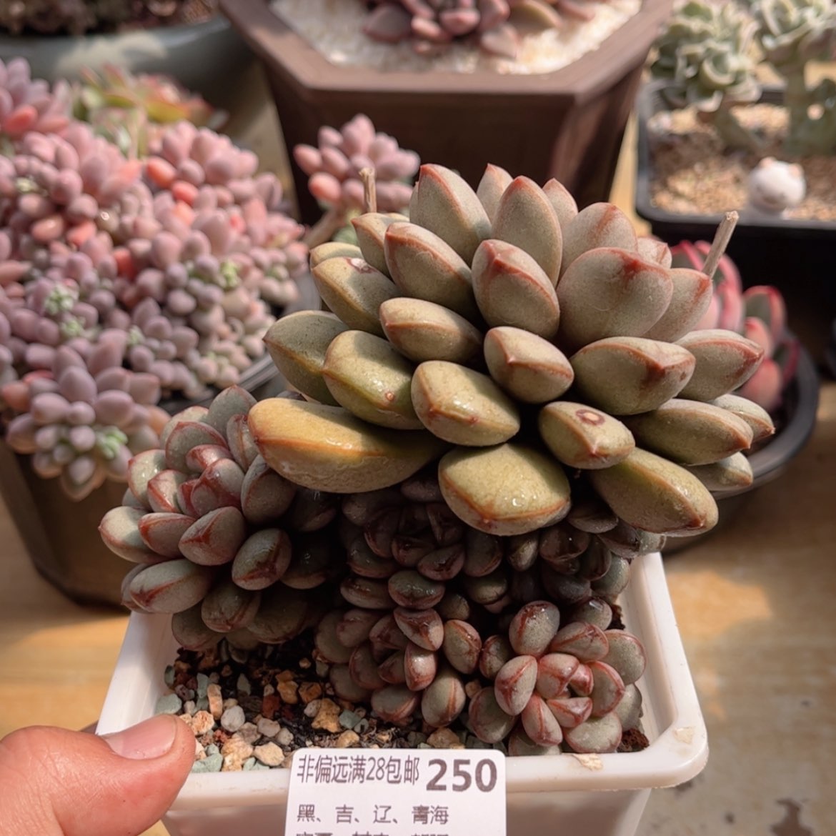 【闪购商品】250葡萄