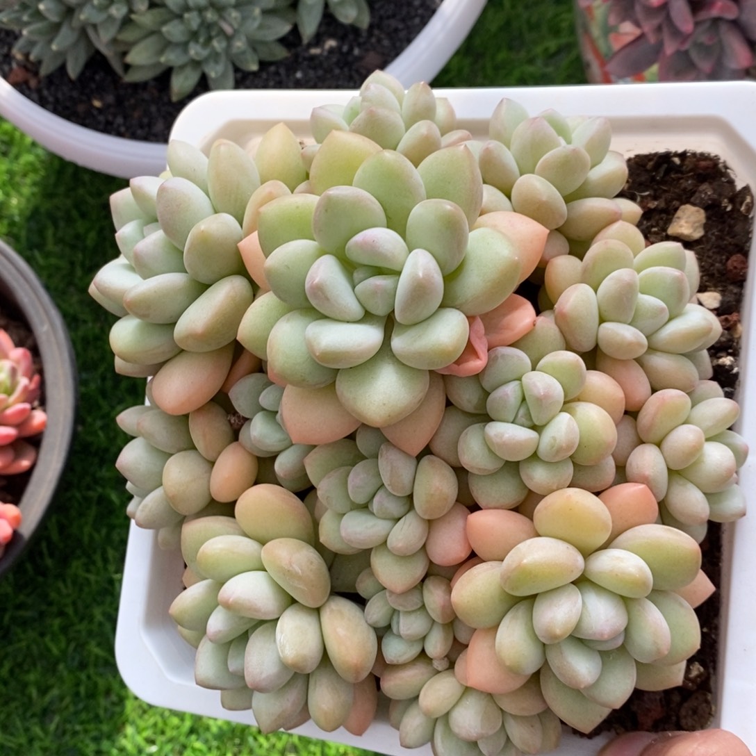 泡泡糖 一物一拍。 