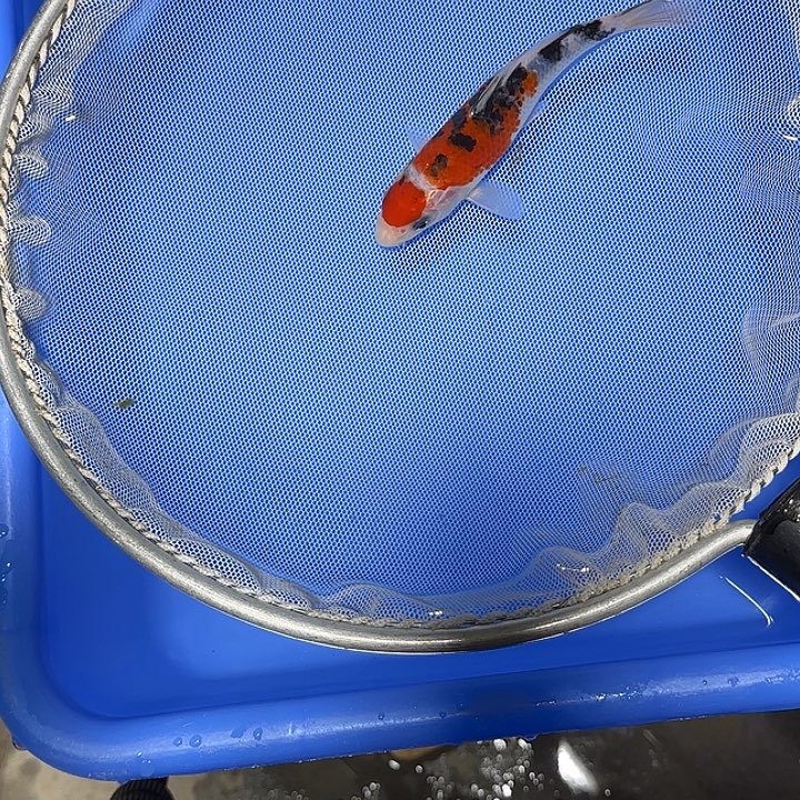 鱼***上锦鲤武尚锦鲤6号订单