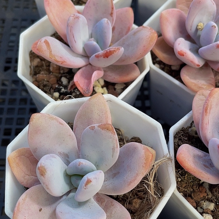 粉兔2.8带盆土发货