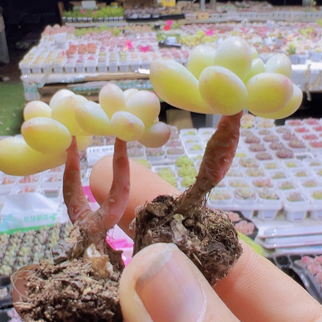 泡泡糖5个19包邮多肉植物