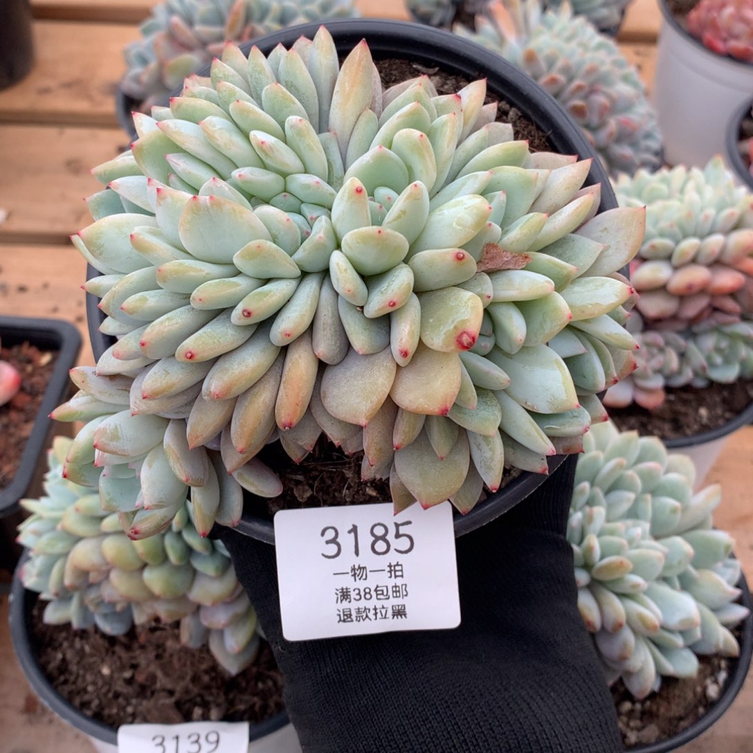 12.4厘米星影朵朵3185