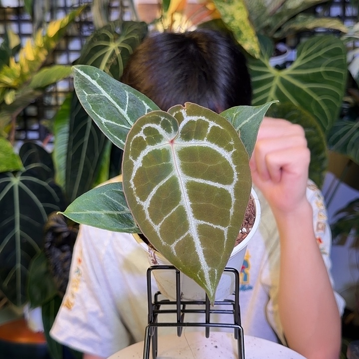 完全开放M86红骑士