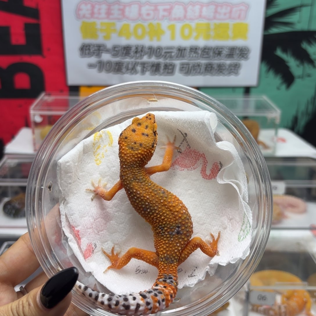 豹纹守宫电橘 妹妹 V062