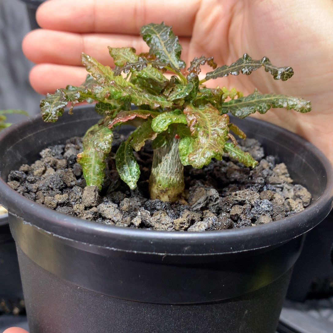 如***.娜娜乳香实生带盆