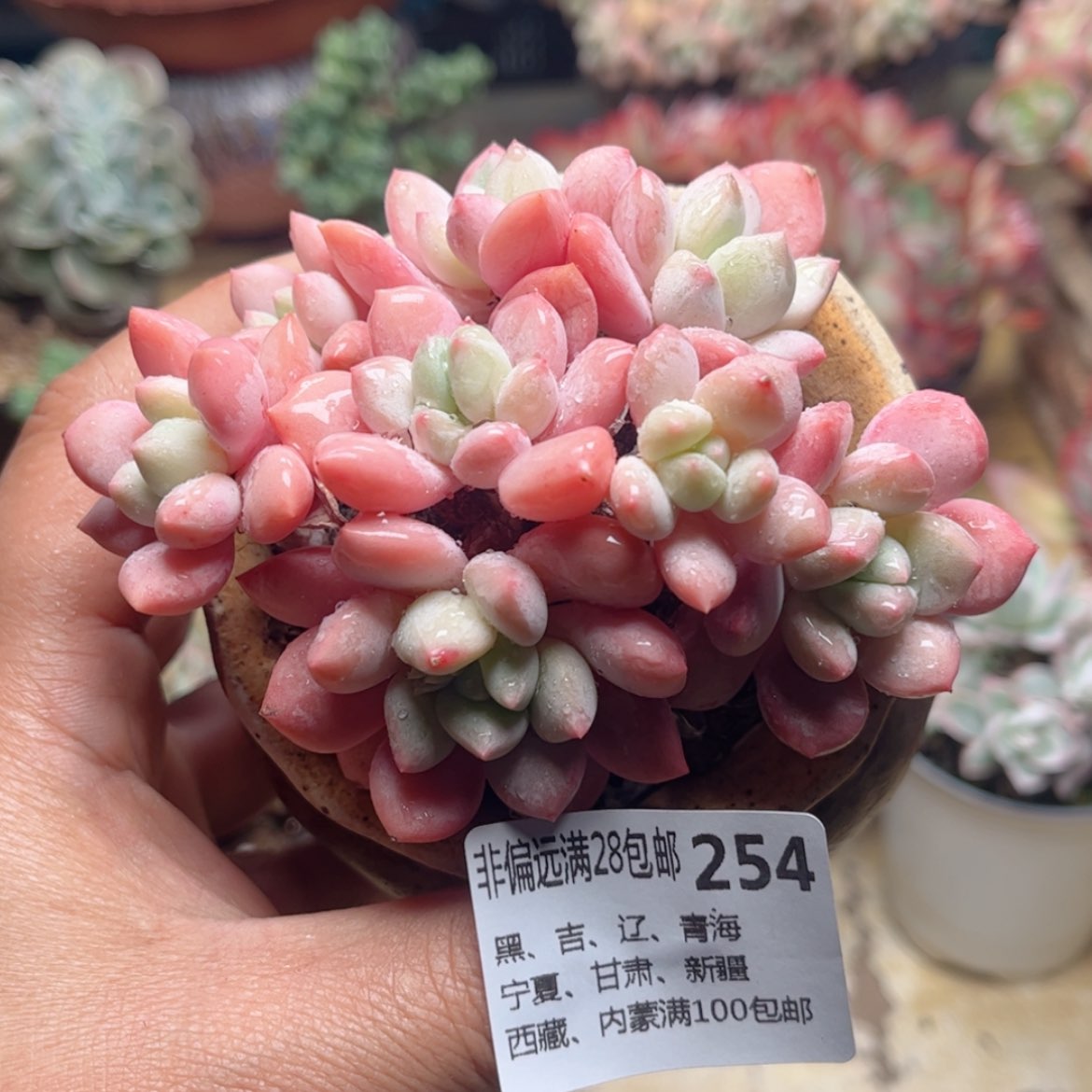 【闪购商品】254拉丝雨