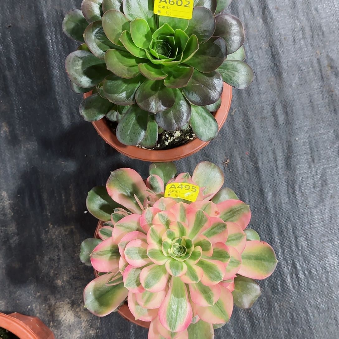 组合法师多肉植物602495