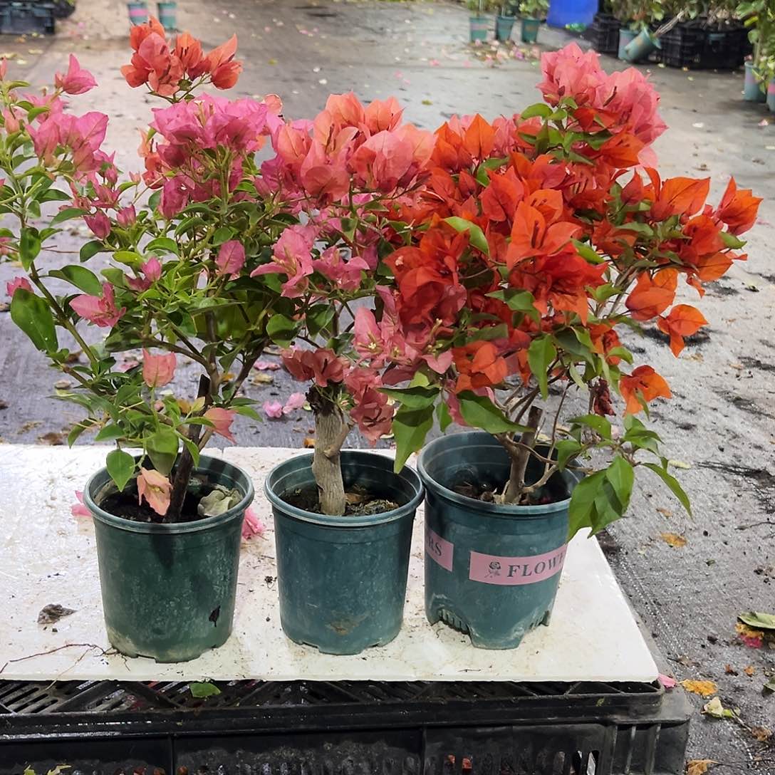 完全开放卡亚塔，不甜西瓜，红桑巴