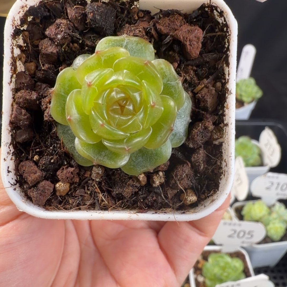 玻璃碴恋人214号单头