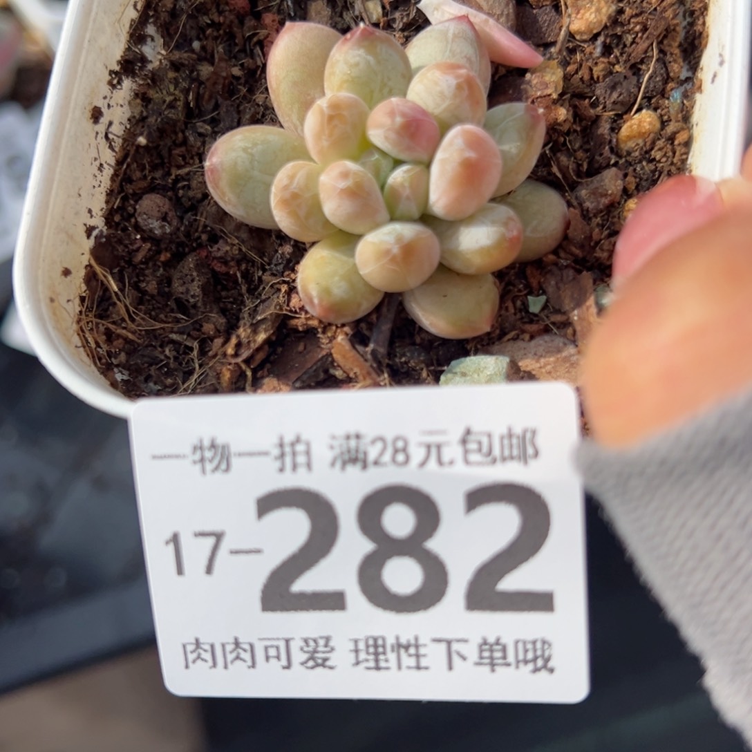 绿心美人3cm多肉多肉