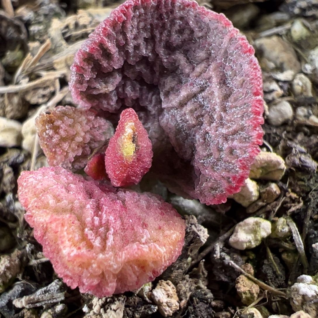 紫色蚌叶实生新品多肉植物水泡