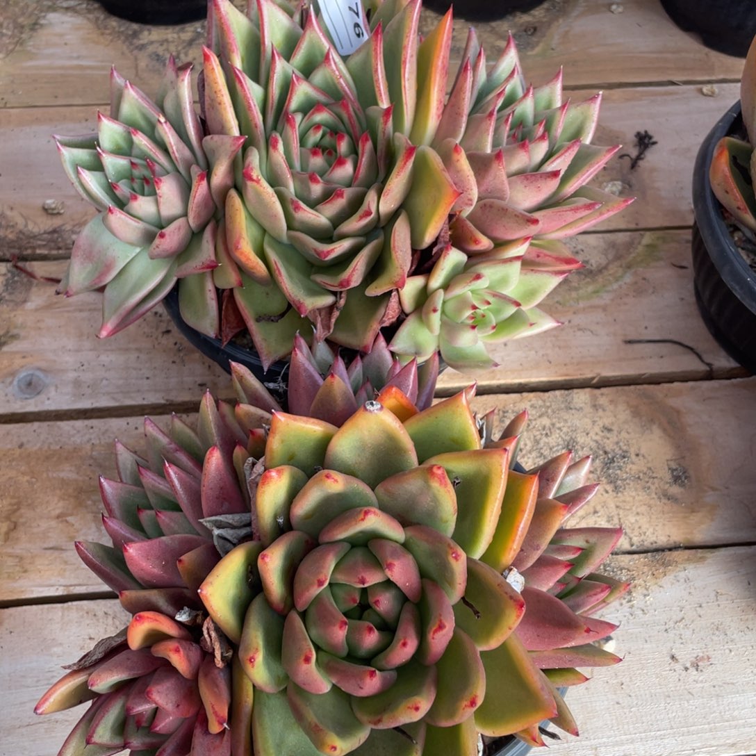 无花朵若如东云组拍E776