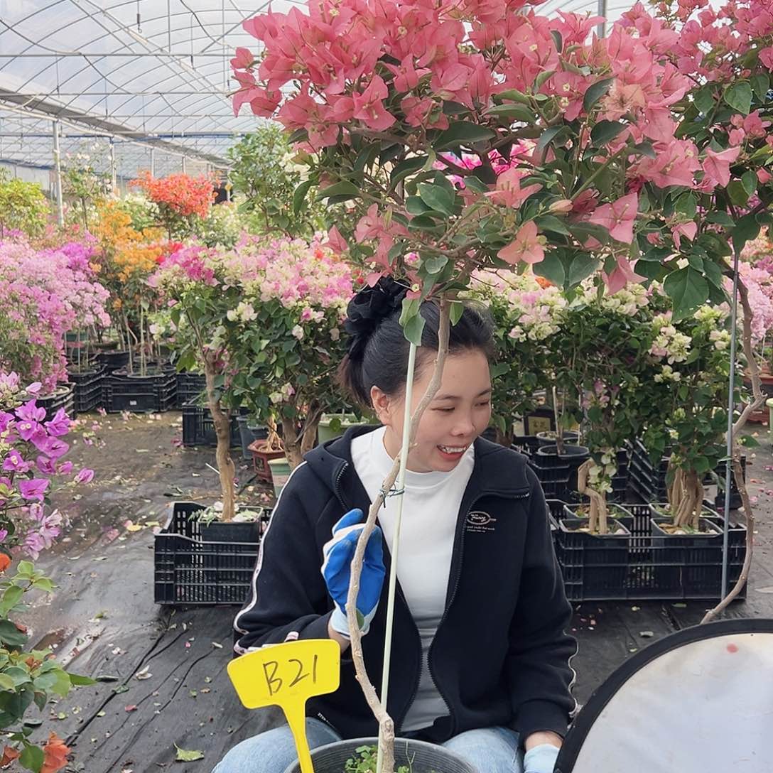 树***哥大部分花苞少量开放B21卡亚塔