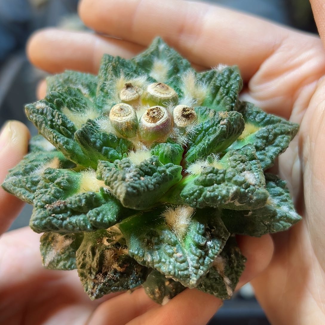 7号苗接无根龙角龟7.9公分