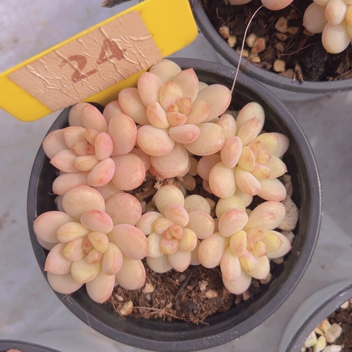 健健康康平平安安