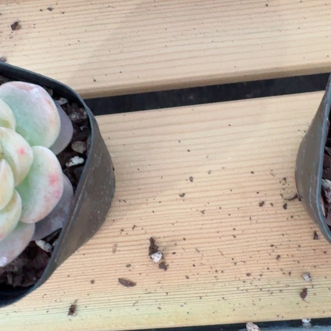 若*专拍         精品多肉