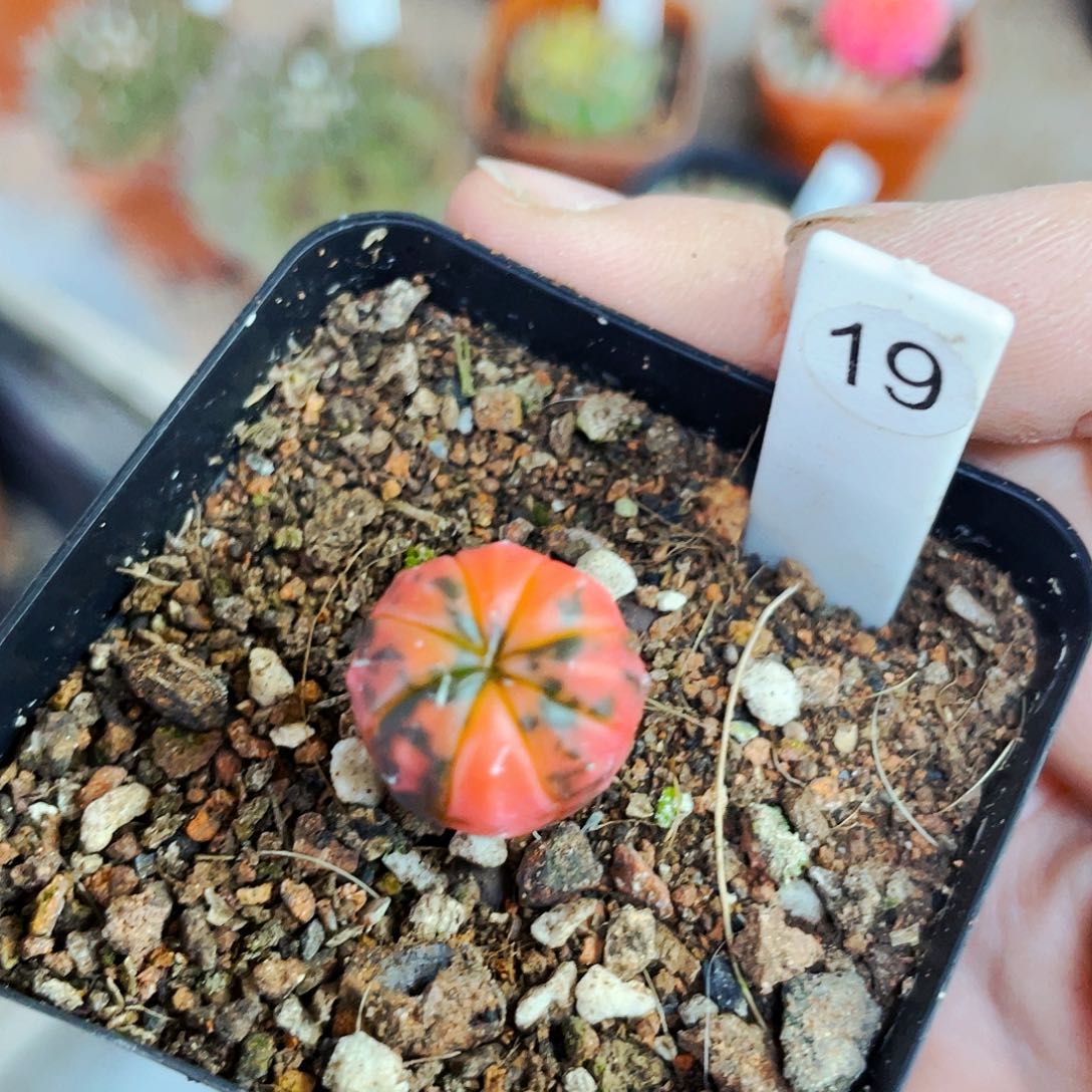 1.2cm 非偏远地区满25包邮仙人球