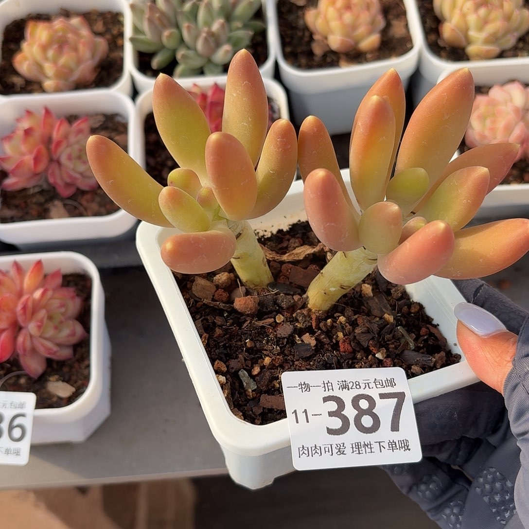 金蝉无盆土发货无