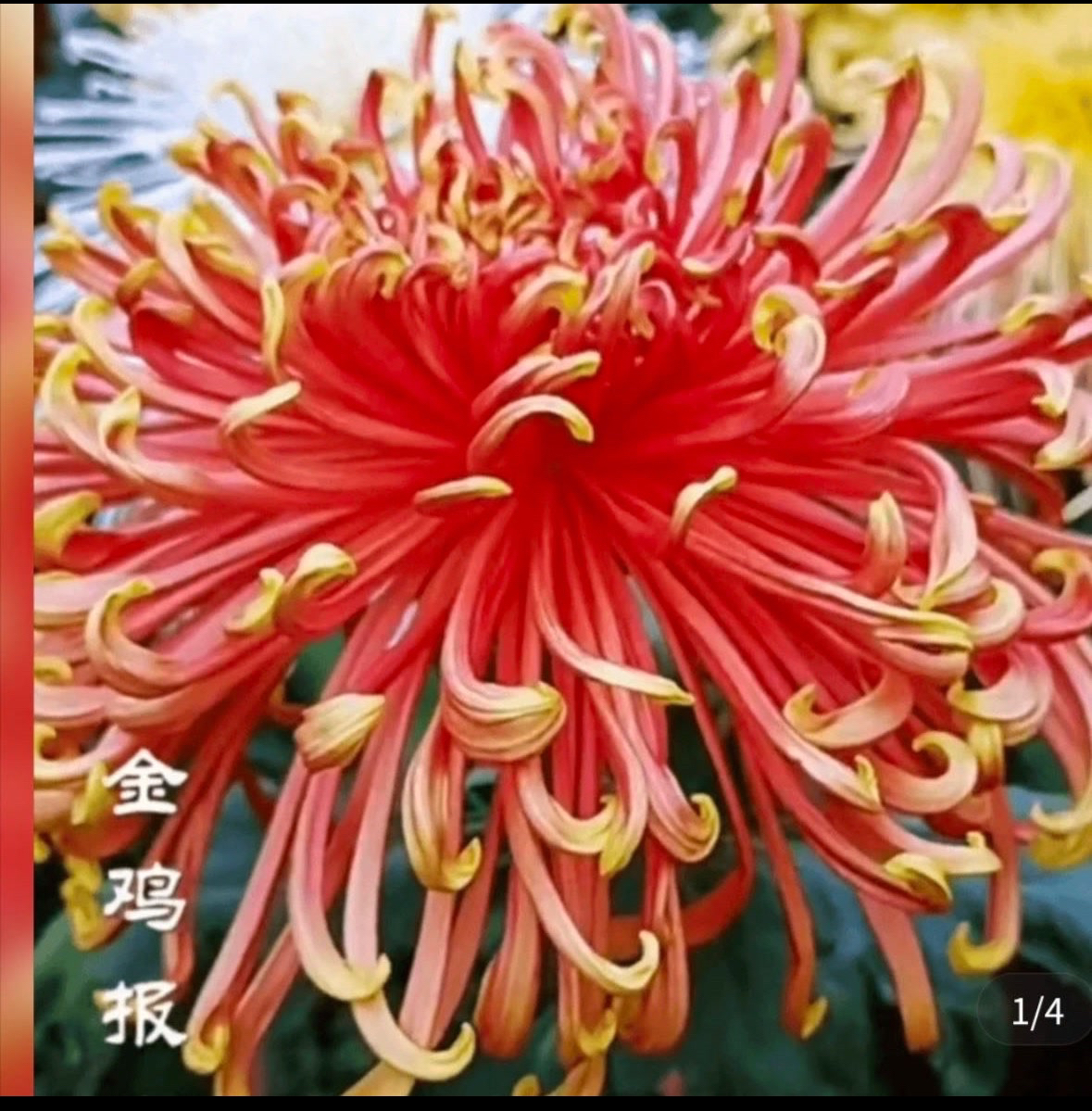 九月大花菊《金鸡报晓》（带花苞）菊花大苗 开花漂亮…