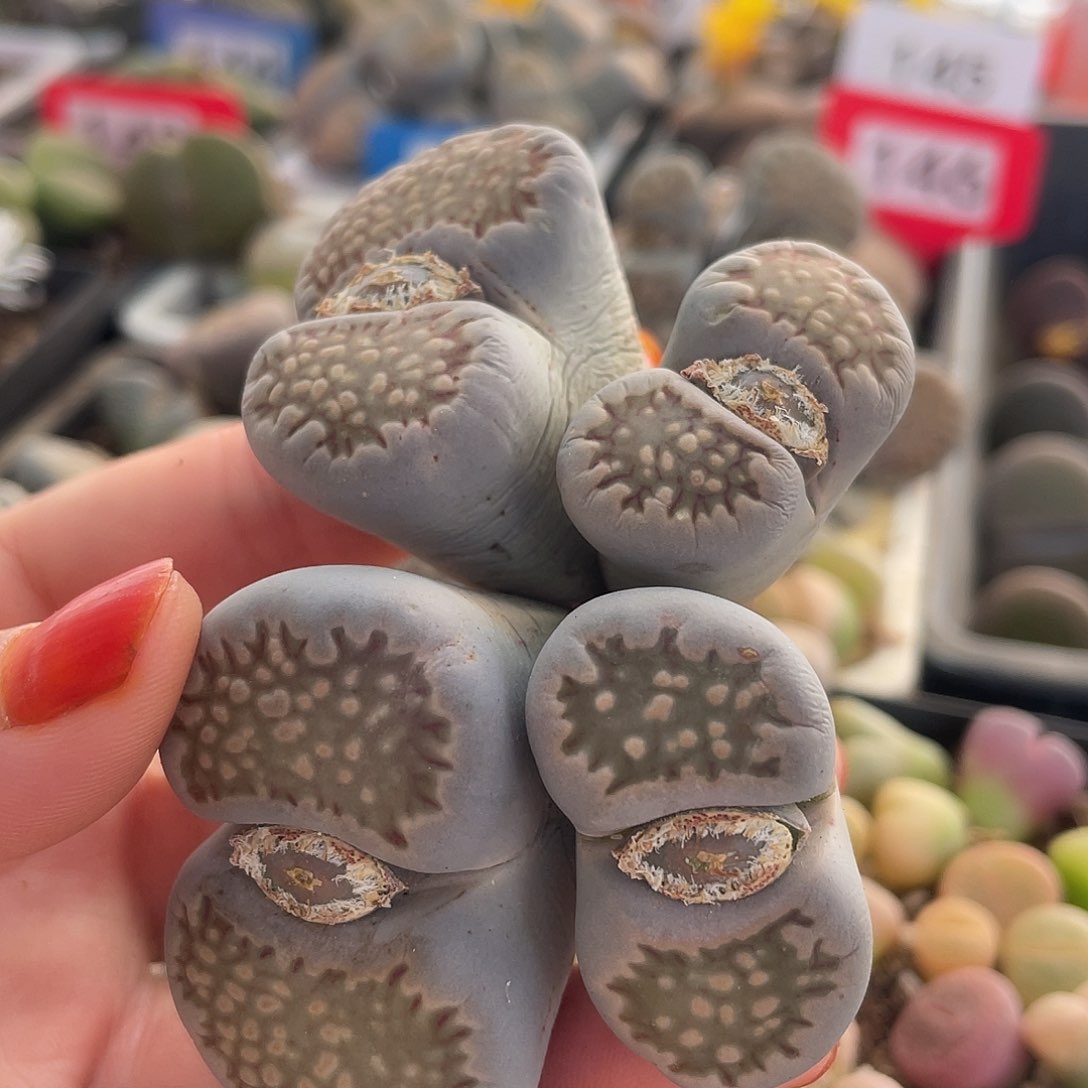 生石花一颗000228