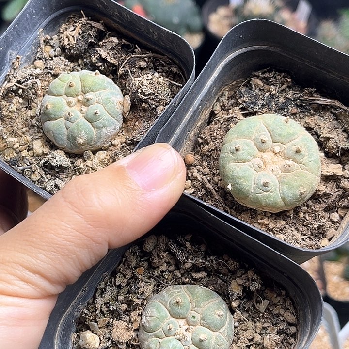 随机一颗，古田贝海鲜实生球