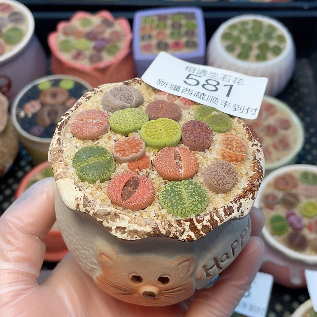 相遇生石花链接581