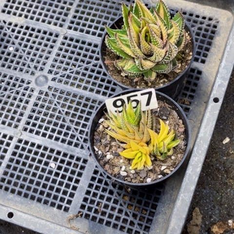 957硬叶锦一物一图如图