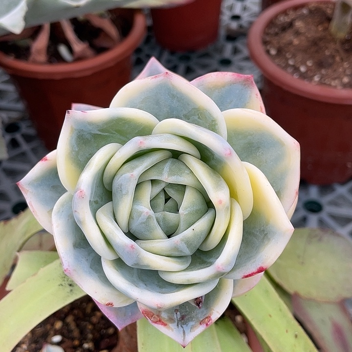 伊丽莎白锦。一物一拍